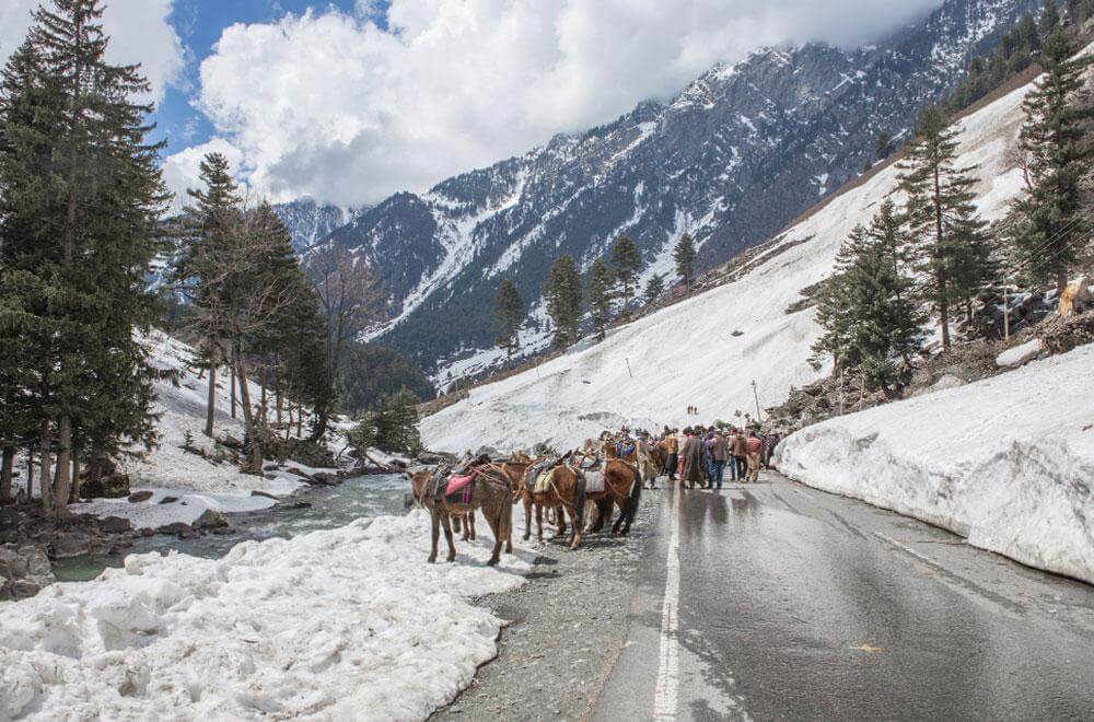 Kashmir Delight